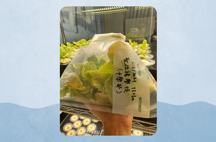 化驗公司將會分析我們的大白菜是否可以供綠海龜安全食用。
